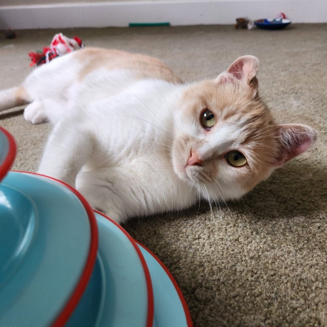 Cat for adoption Jam, a Domestic Short Hair in Calgary, AB Petfinder