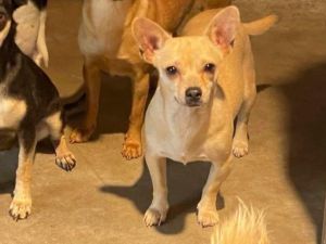 You can fill out an adoption application online on our official websiteMeet Blondie The tiniest po