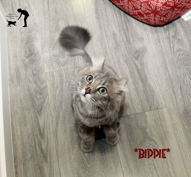 Bippie (Bonded w/Hobbes)