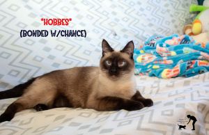 Hobbes (Bonded w/Bippie)