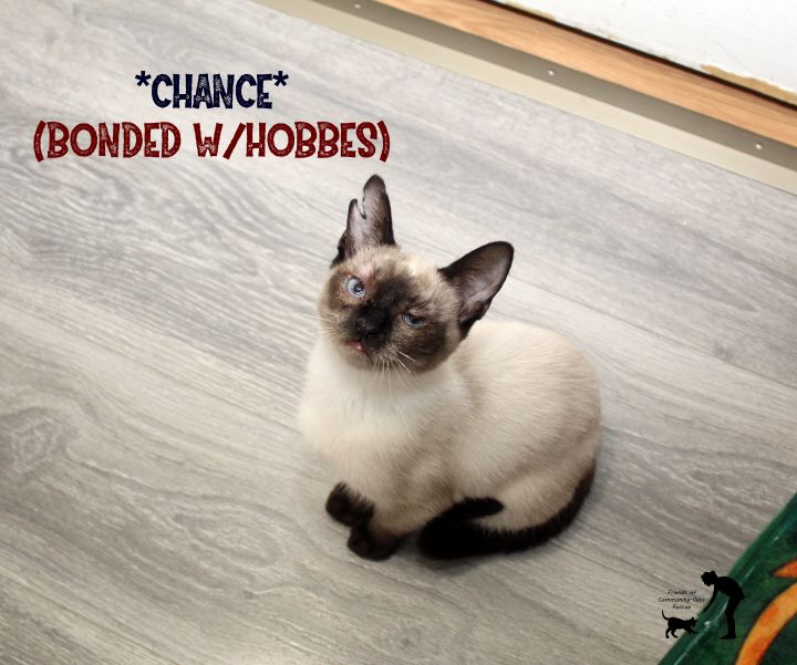 Hobbes (Bonded w/Bippie) 3