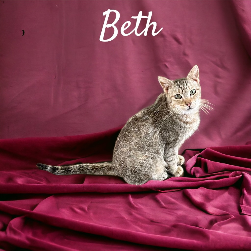 Beth, an adoptable Domestic Short Hair in Nashville, GA, 31639 | Photo Image 1