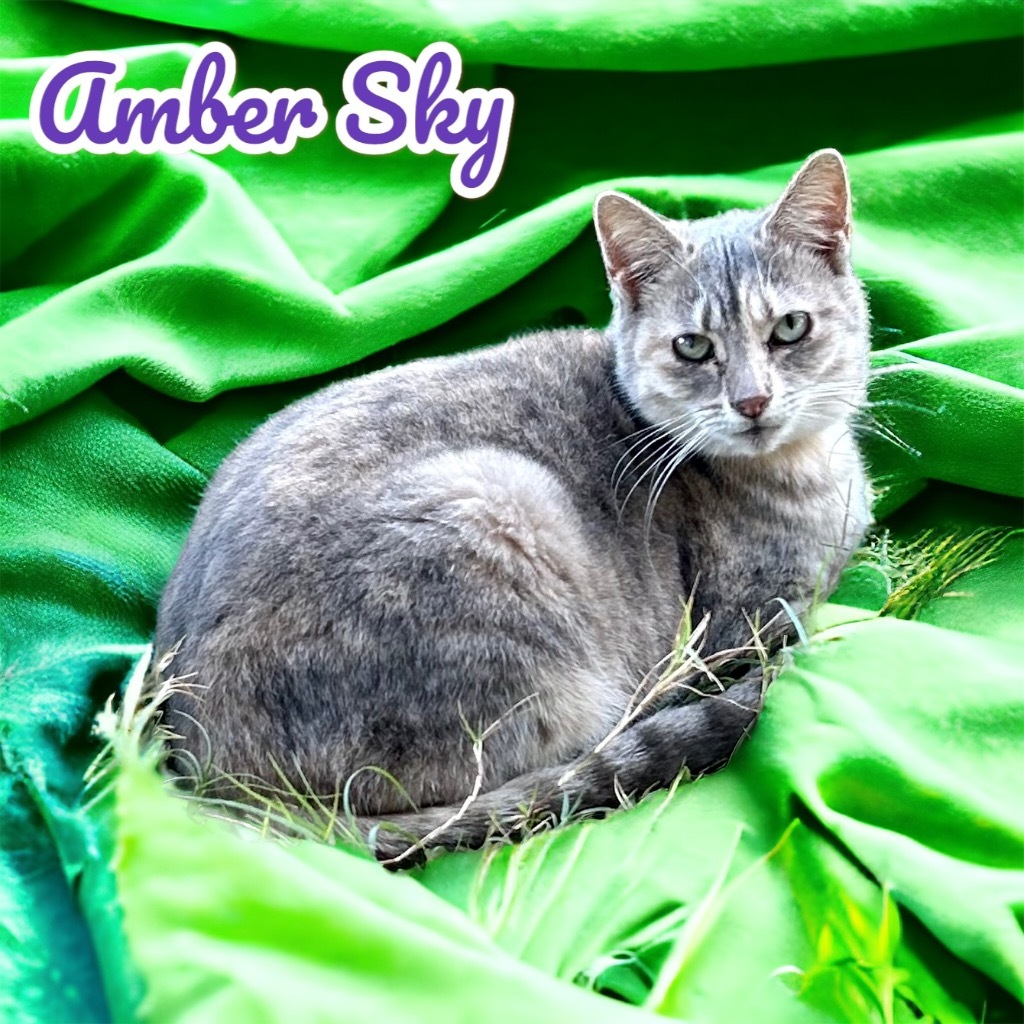 Amber Sky, an adoptable Domestic Short Hair in Nashville, GA, 31639 | Photo Image 1