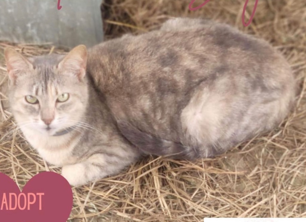 Amber Sky, an adoptable Domestic Short Hair in Nashville, GA, 31639 | Photo Image 3