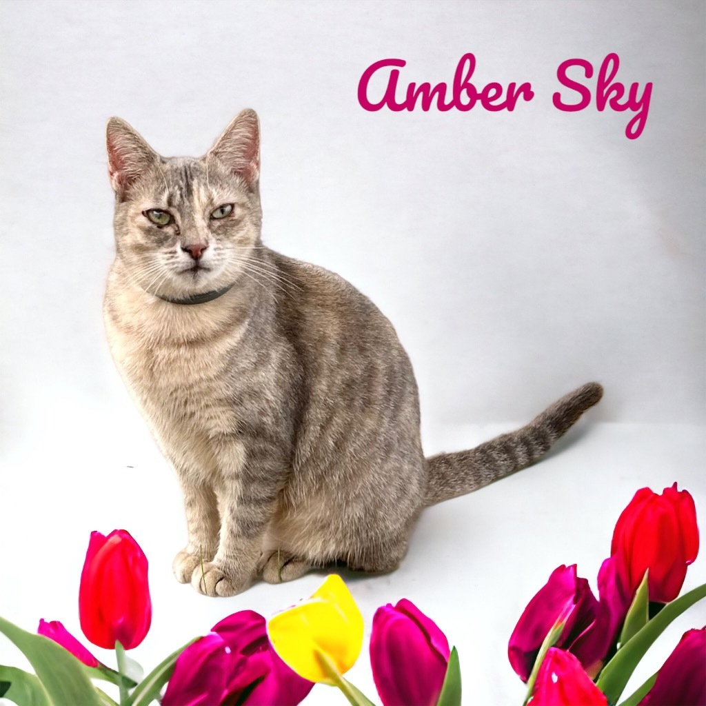 Amber Sky, an adoptable Domestic Short Hair in Nashville, GA, 31639 | Photo Image 4