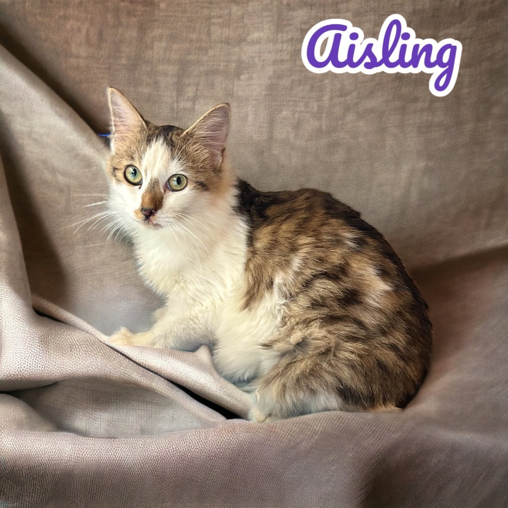 Aisling, an adoptable Domestic Long Hair in Nashville, GA, 31639 | Photo Image 1