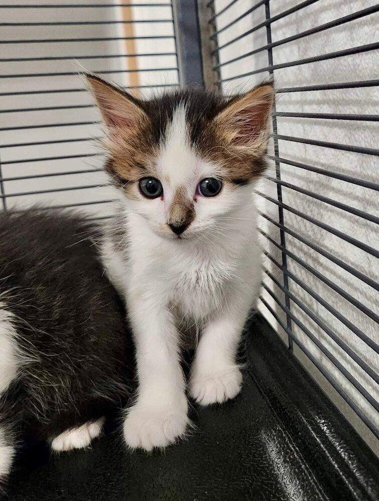 Aisling, an adoptable Domestic Long Hair in Nashville, GA, 31639 | Photo Image 2