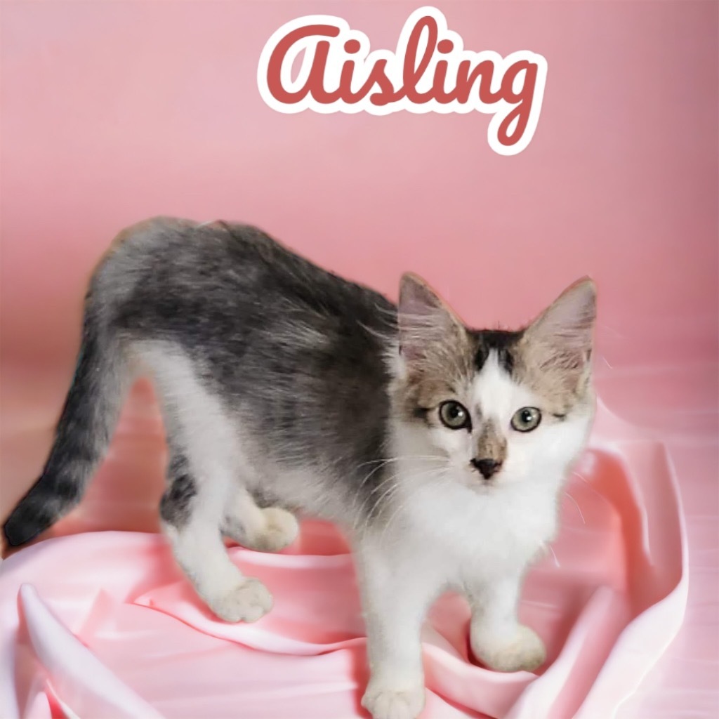 Aisling, an adoptable Domestic Long Hair in Nashville, GA, 31639 | Photo Image 3