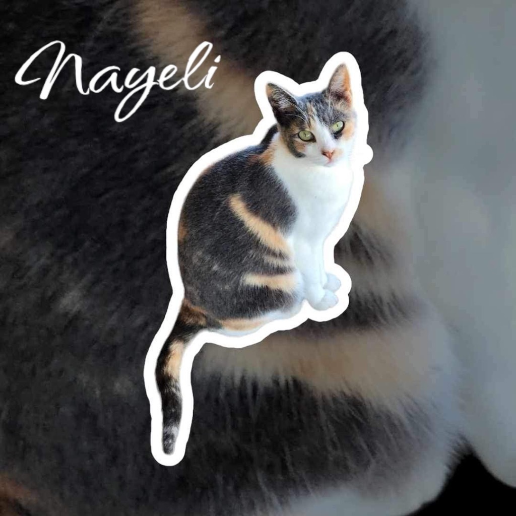 Nayeli, an adoptable Calico in Nashville, GA, 31639 | Photo Image 1