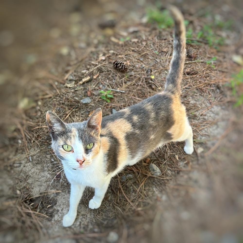 Nayeli, an adoptable Calico in Nashville, GA, 31639 | Photo Image 2