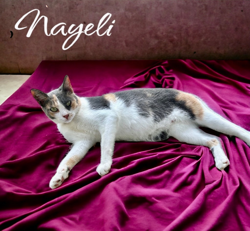 Nayeli, an adoptable Calico in Nashville, GA, 31639 | Photo Image 3