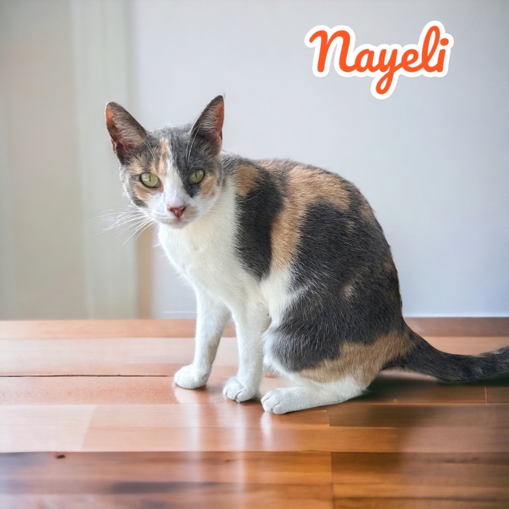 Nayeli, an adoptable Calico in Nashville, GA, 31639 | Photo Image 4