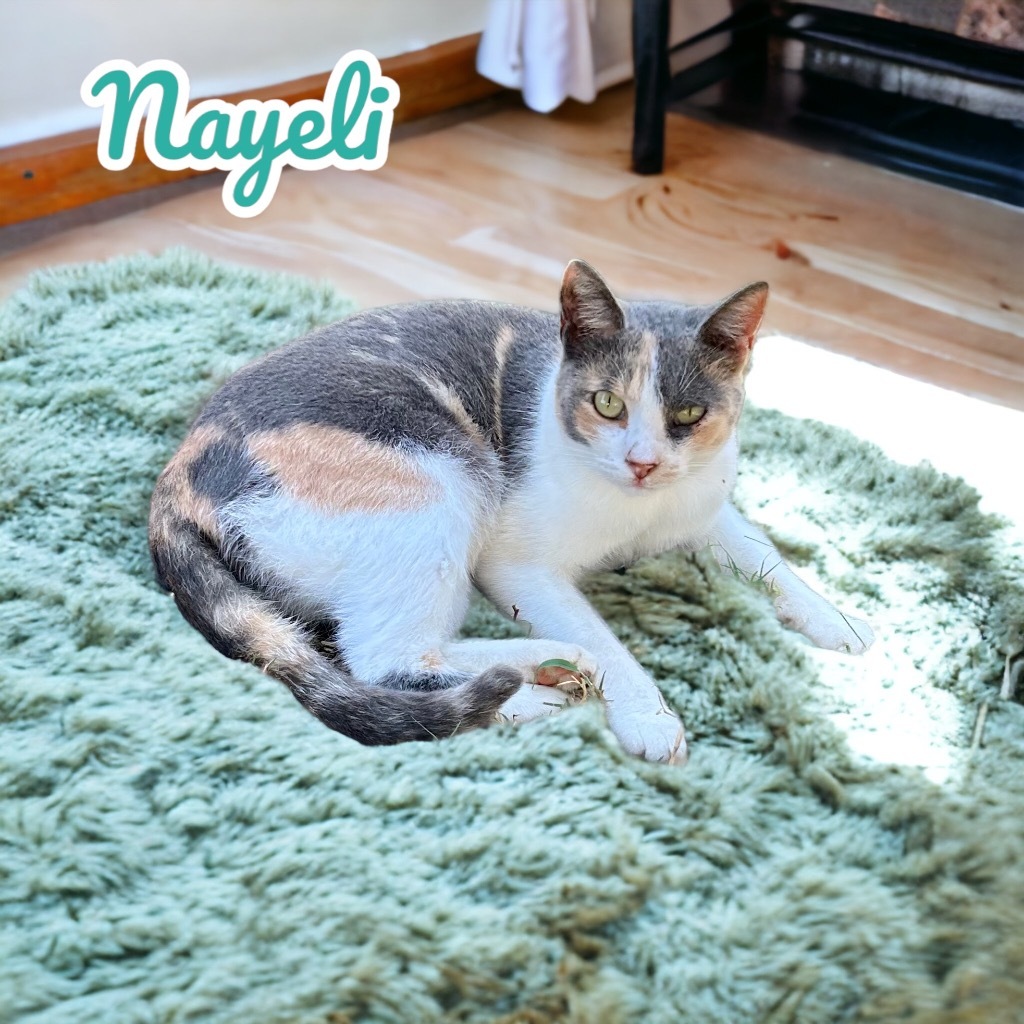 Nayeli, an adoptable Calico in Nashville, GA, 31639 | Photo Image 5