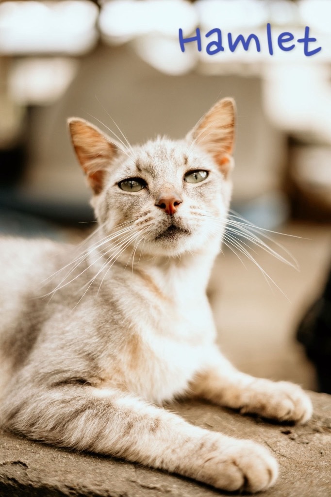 Hamlet, an adoptable Domestic Short Hair in Nashville, GA, 31639 | Photo Image 1