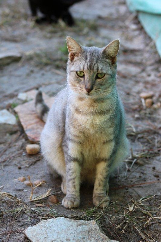 Hamlet, an adoptable Domestic Short Hair in Nashville, GA, 31639 | Photo Image 2