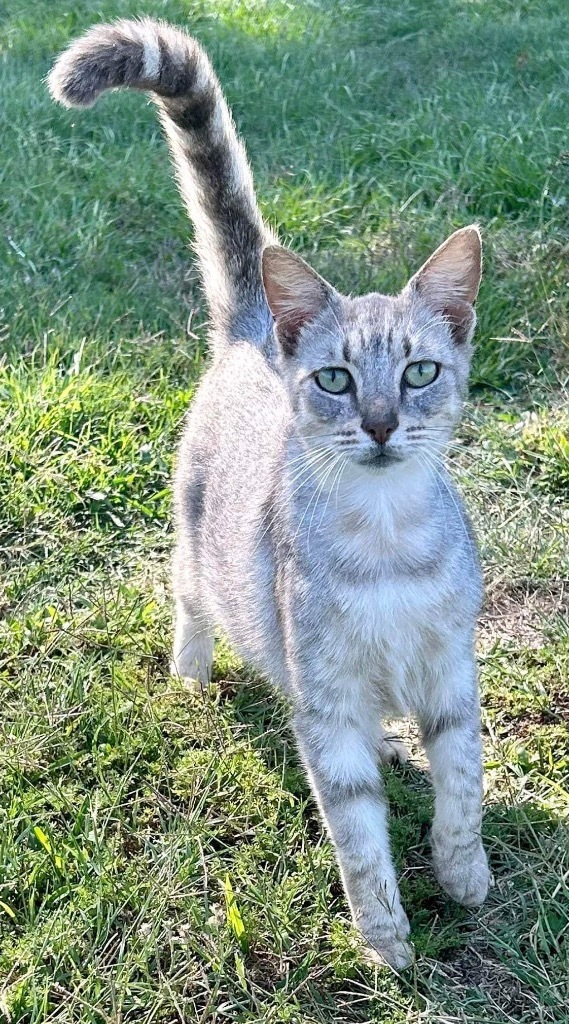 Hamlet, an adoptable Domestic Short Hair in Nashville, GA, 31639 | Photo Image 3