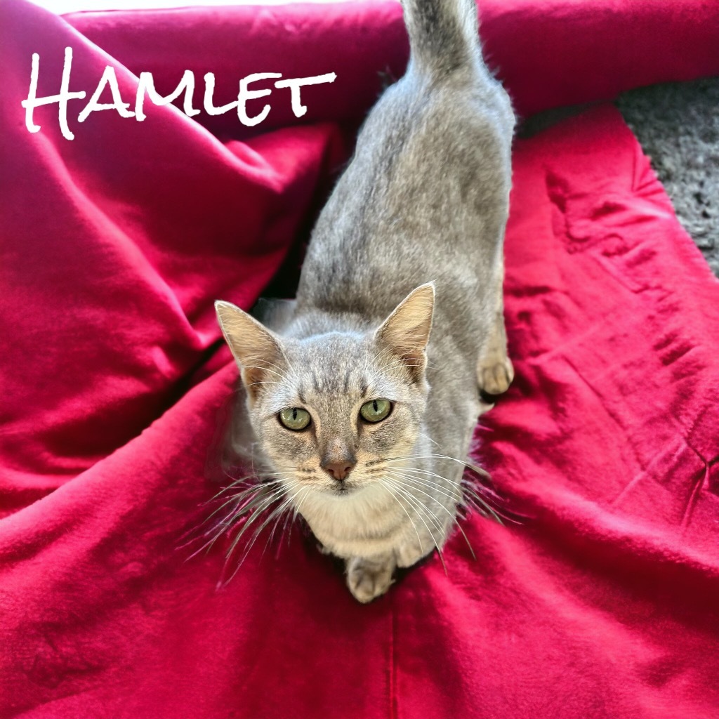 Hamlet, an adoptable Domestic Short Hair in Nashville, GA, 31639 | Photo Image 4