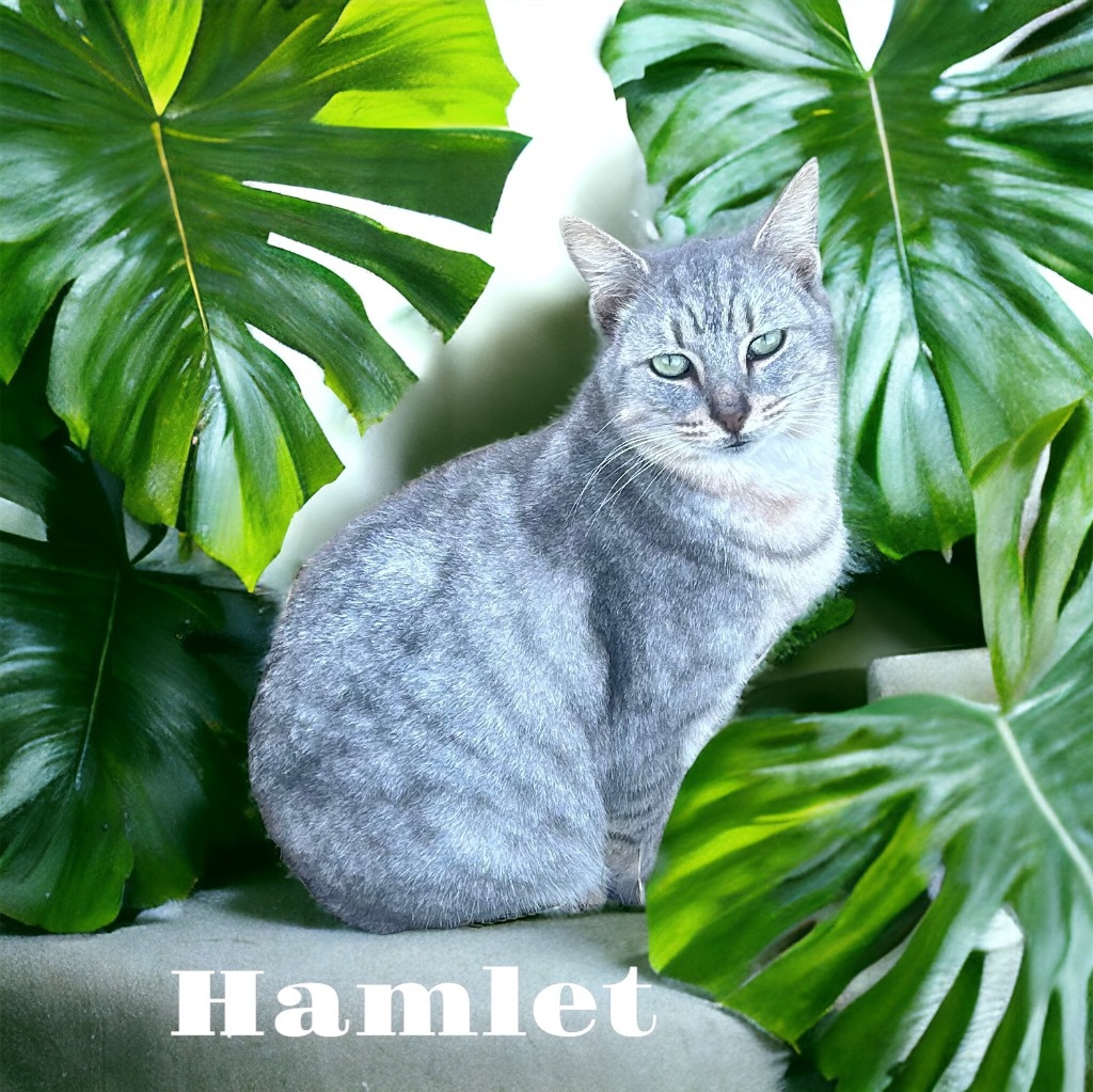 Hamlet, an adoptable Domestic Short Hair in Nashville, GA, 31639 | Photo Image 5