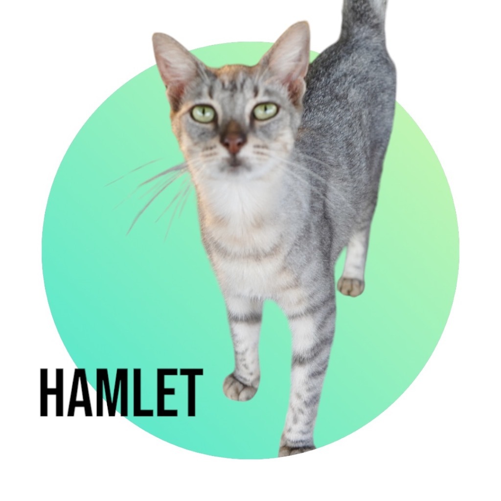 Hamlet, an adoptable Domestic Short Hair in Nashville, GA, 31639 | Photo Image 6