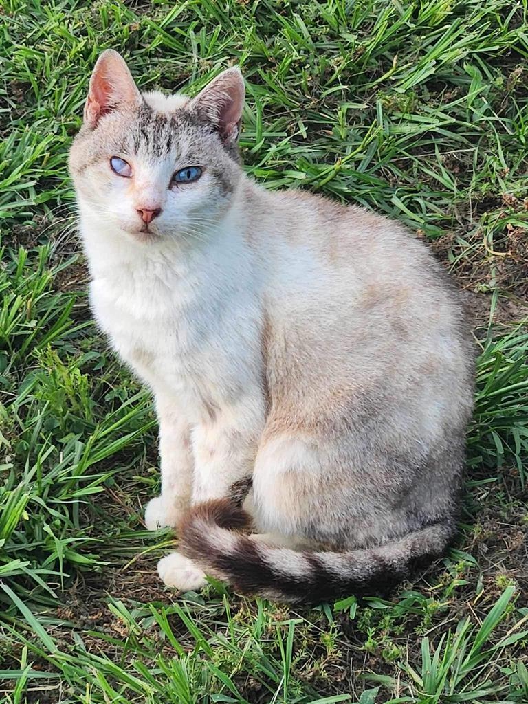 Kristie, an adoptable Siamese in Nashville, GA, 31639 | Photo Image 1