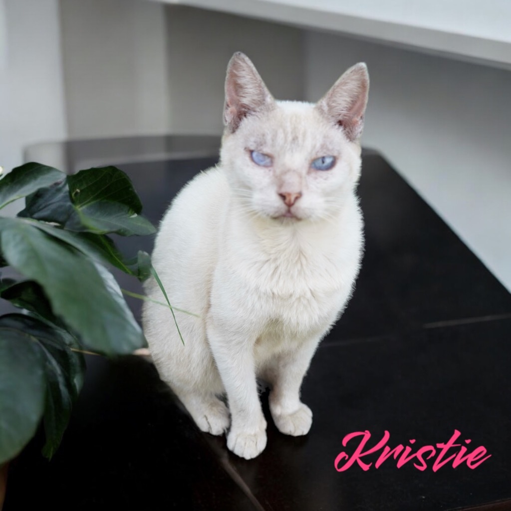 Kristie, an adoptable Siamese in Nashville, GA, 31639 | Photo Image 1