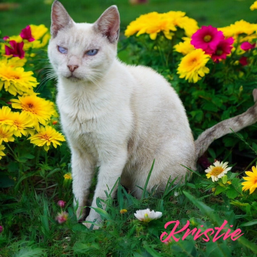 Kristie, an adoptable Siamese in Nashville, GA, 31639 | Photo Image 2