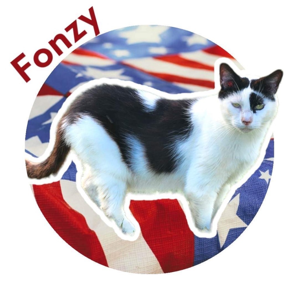 Fonzy, an adoptable Domestic Short Hair in Nashville, GA, 31639 | Photo Image 1