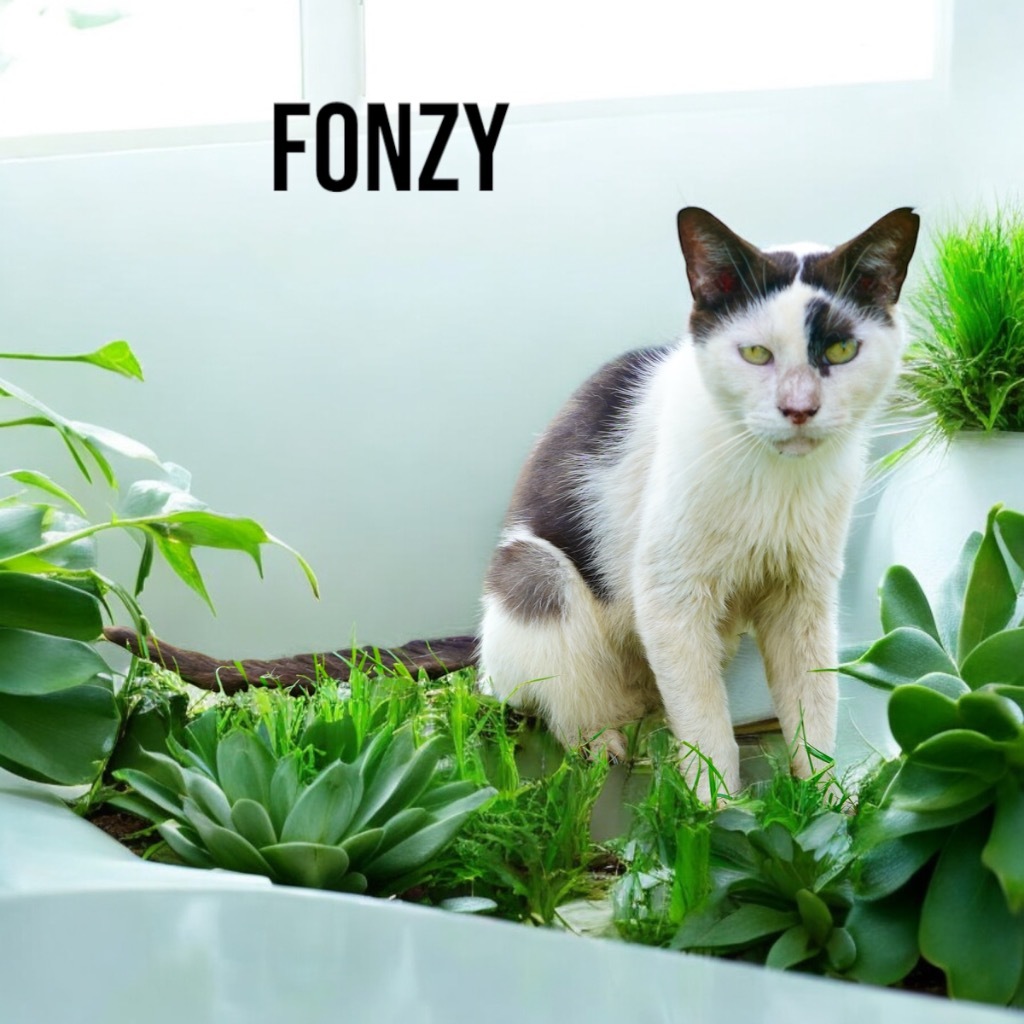 Fonzy, an adoptable Domestic Short Hair in Nashville, GA, 31639 | Photo Image 1