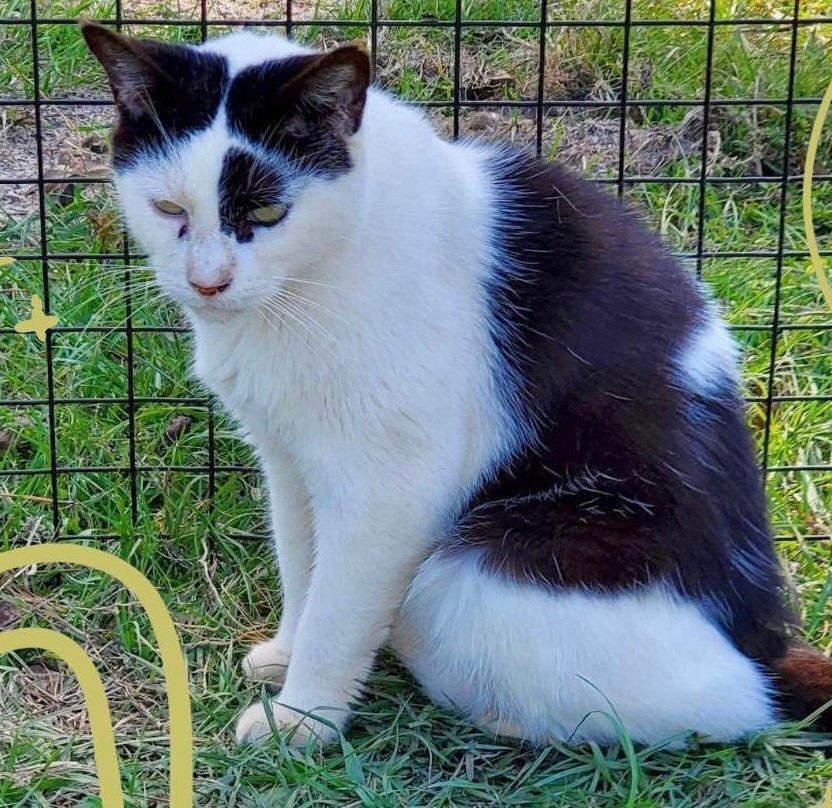 Fonzy, an adoptable Domestic Short Hair in Nashville, GA, 31639 | Photo Image 2