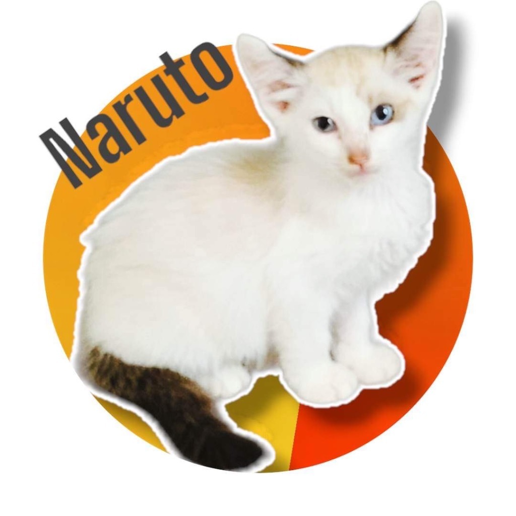 Cat for adoption - Naruto, a Siamese in Nashville, GA | Petfinder