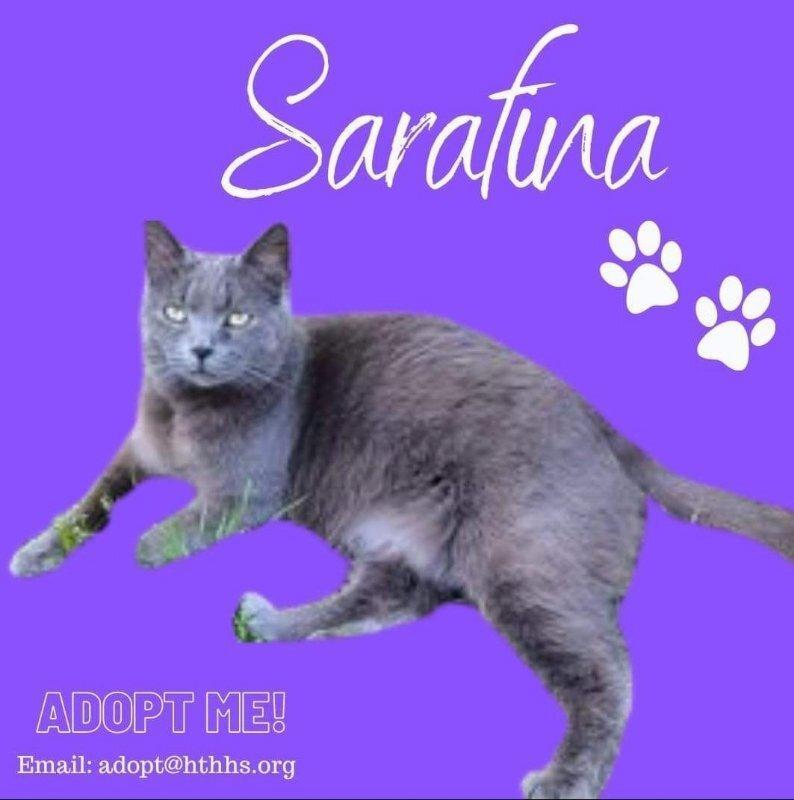 Sarafina, an adoptable Domestic Short Hair in Nashville, GA, 31639 | Photo Image 1