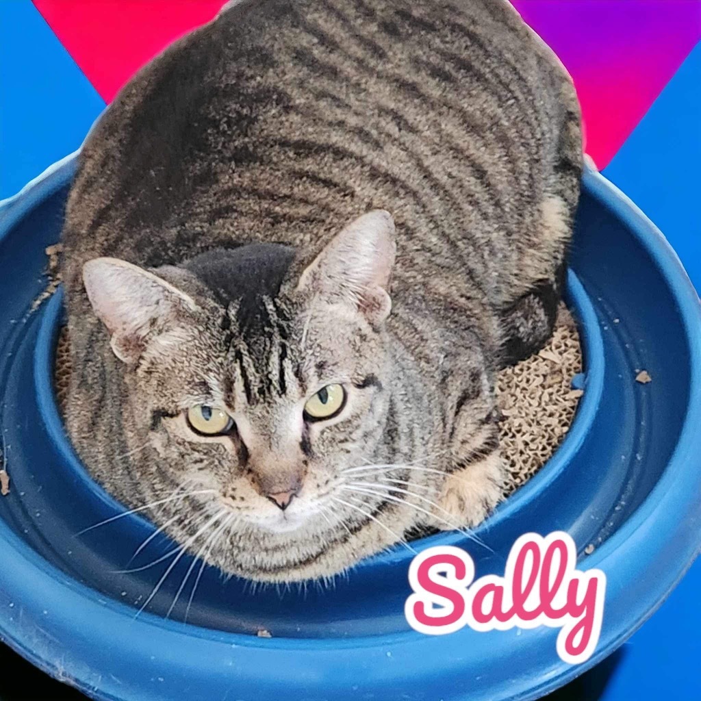 Sally, an adoptable Domestic Short Hair in Nashville, GA, 31639 | Photo Image 1