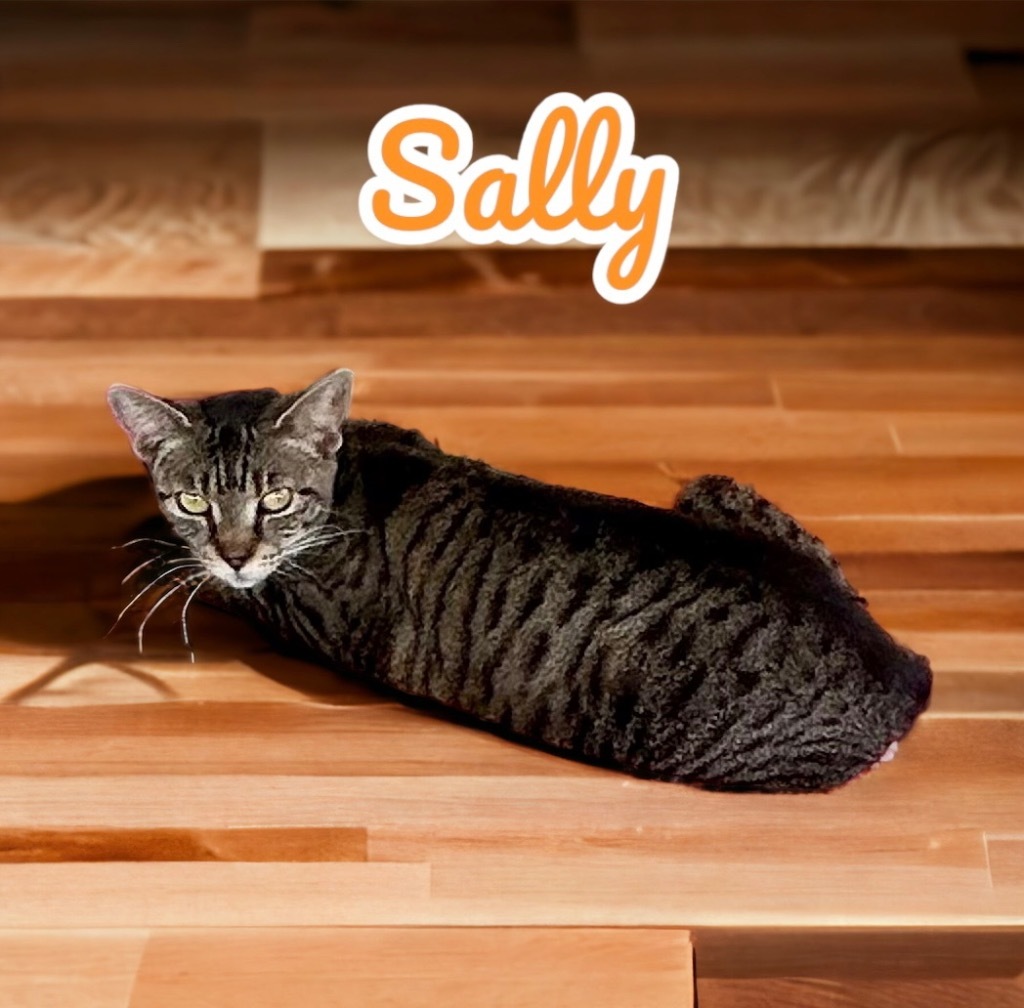 Sally, an adoptable Domestic Short Hair in Nashville, GA, 31639 | Photo Image 3