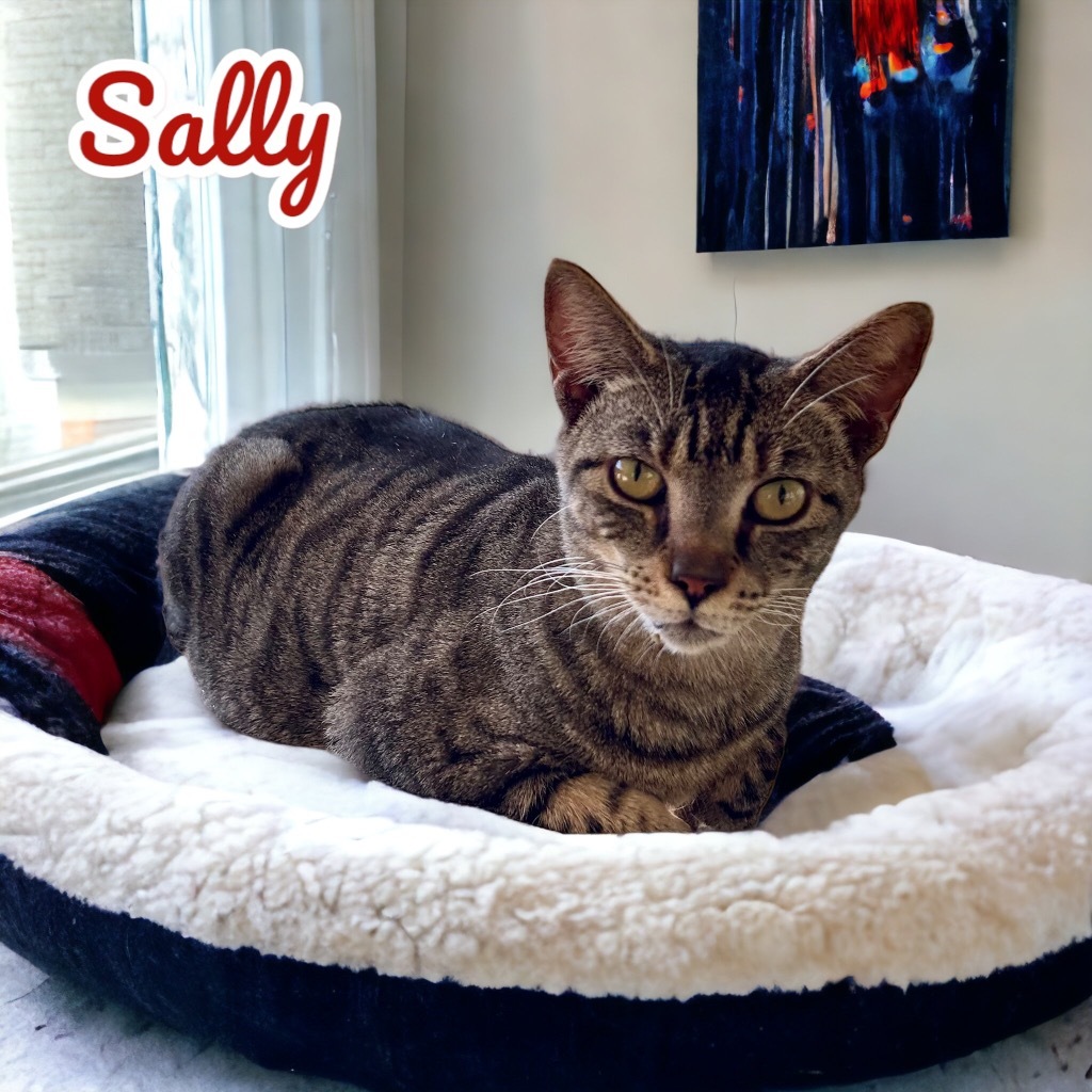 Sally, an adoptable Domestic Short Hair in Nashville, GA, 31639 | Photo Image 4