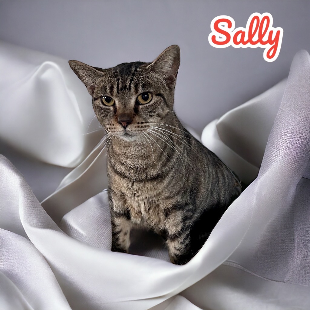 Sally, an adoptable Domestic Short Hair in Nashville, GA, 31639 | Photo Image 5