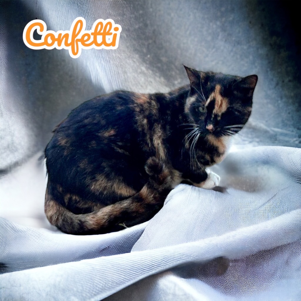 Confetti, an adoptable Domestic Short Hair in Nashville, GA, 31639 | Photo Image 1