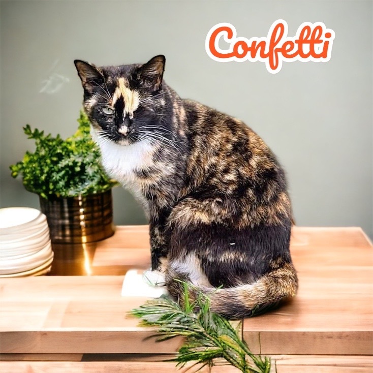 Confetti, an adoptable Domestic Short Hair in Nashville, GA, 31639 | Photo Image 3