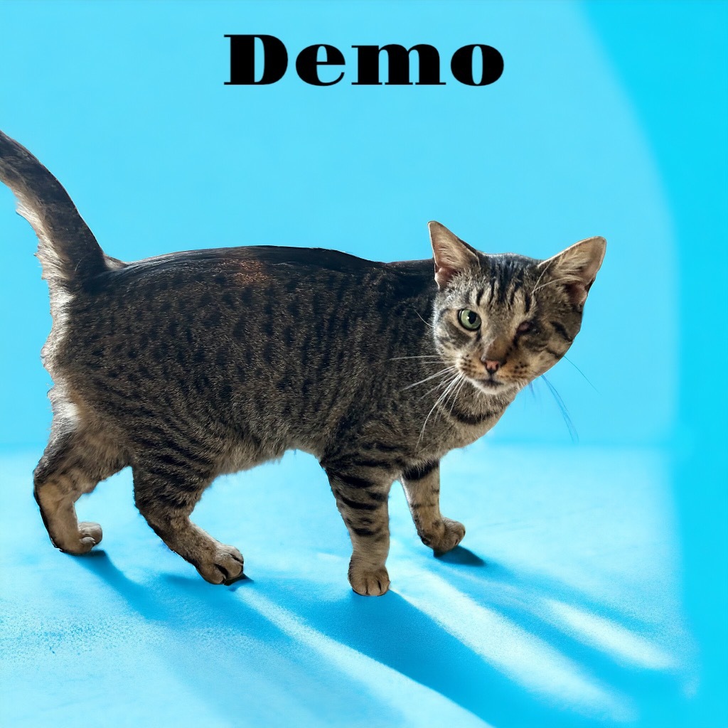 Demo, an adoptable Domestic Short Hair in Nashville, GA, 31639 | Photo Image 1