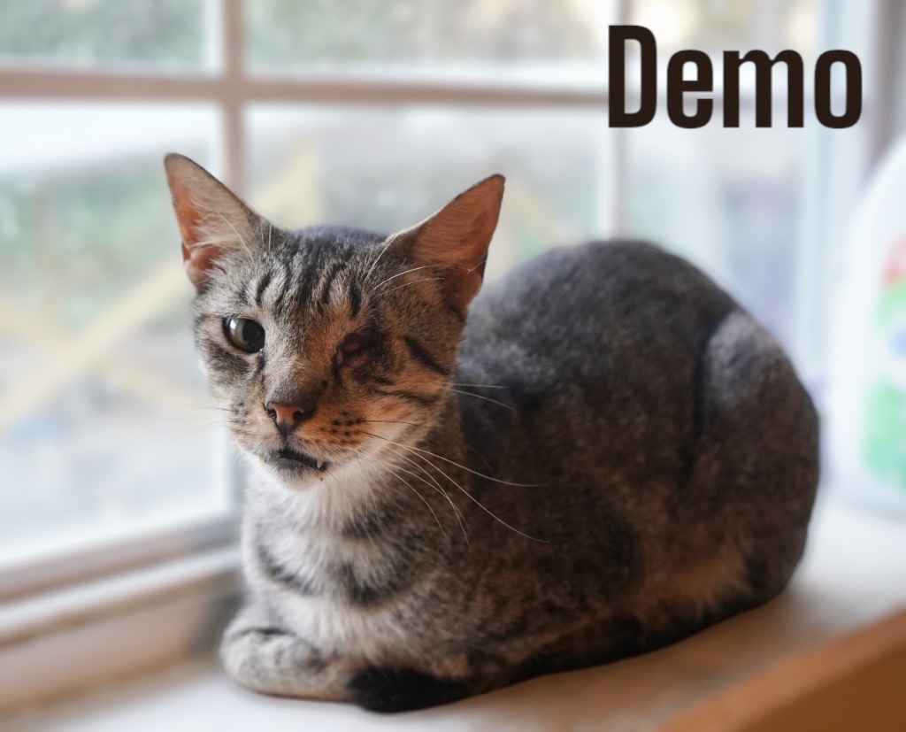 Demo, an adoptable Domestic Short Hair in Nashville, GA, 31639 | Photo Image 1