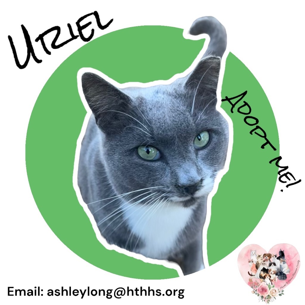 Uriel, an adoptable Domestic Short Hair in Nashville, GA, 31639 | Photo Image 1