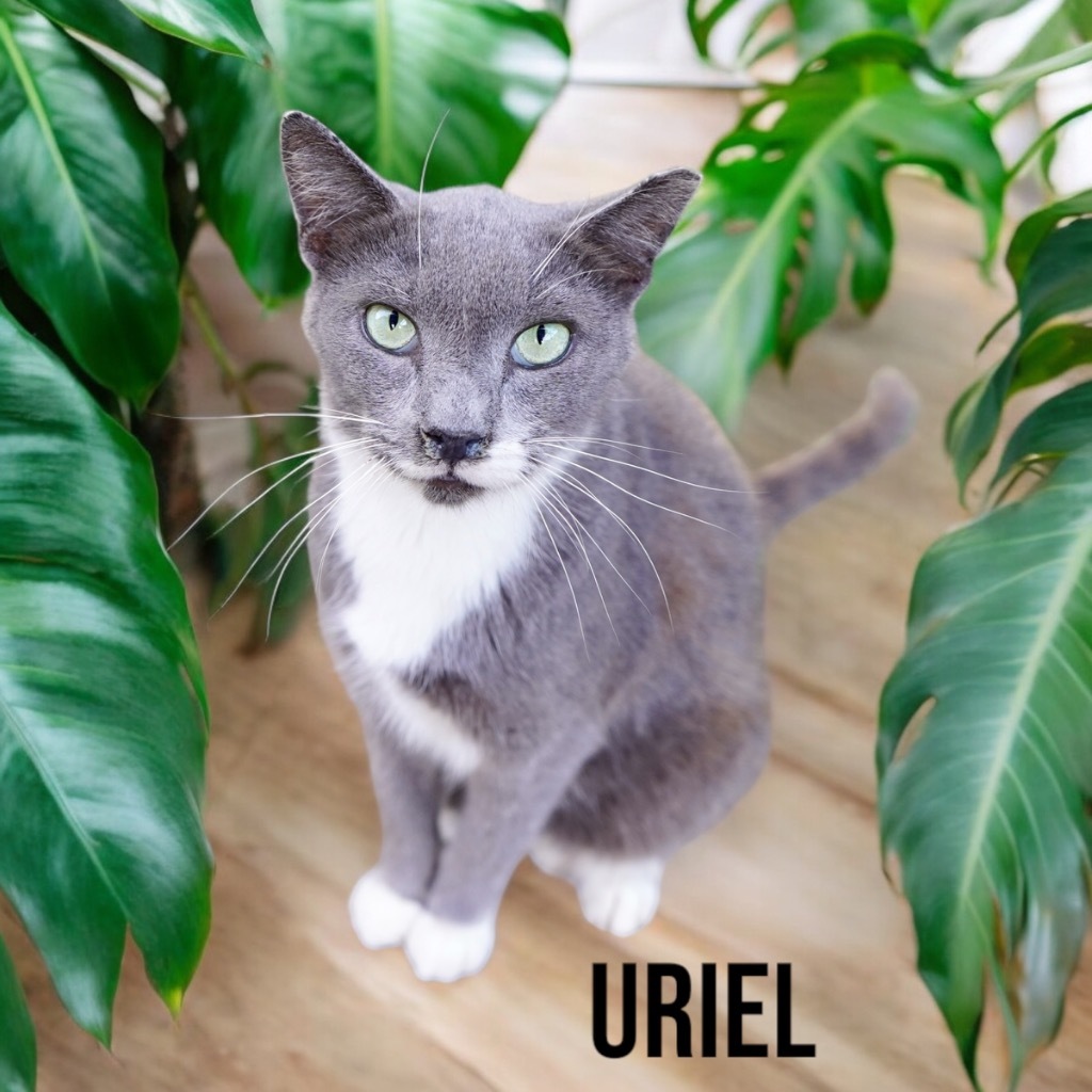 Uriel, an adoptable Domestic Short Hair in Nashville, GA, 31639 | Photo Image 1