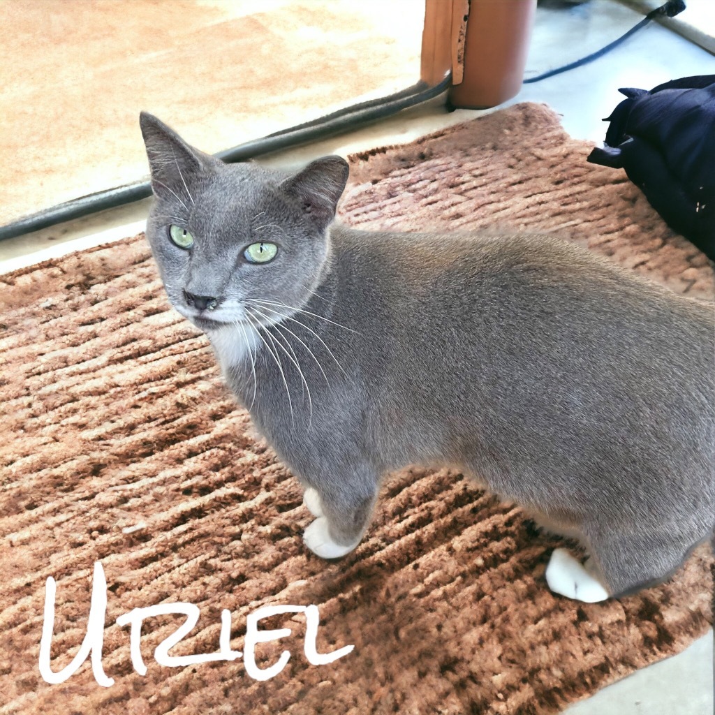 Uriel, an adoptable Domestic Short Hair in Nashville, GA, 31639 | Photo Image 3