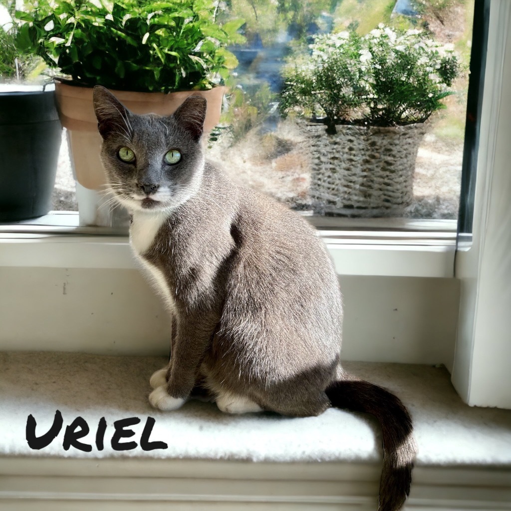 Uriel, an adoptable Domestic Short Hair in Nashville, GA, 31639 | Photo Image 4