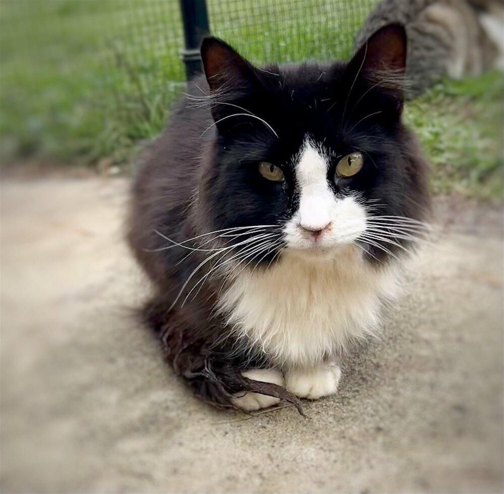 Florence, an adoptable Domestic Long Hair in Nashville, GA, 31639 | Photo Image 2