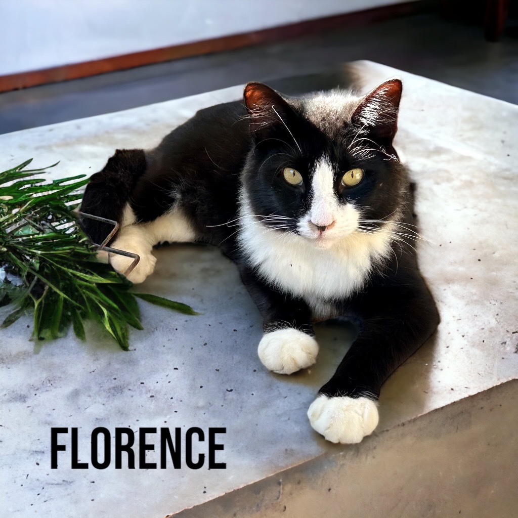 Florence, an adoptable Domestic Long Hair in Nashville, GA, 31639 | Photo Image 3