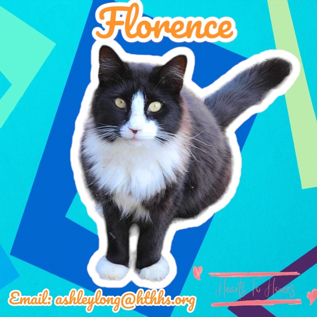 Florence, an adoptable Domestic Long Hair in Nashville, GA, 31639 | Photo Image 4