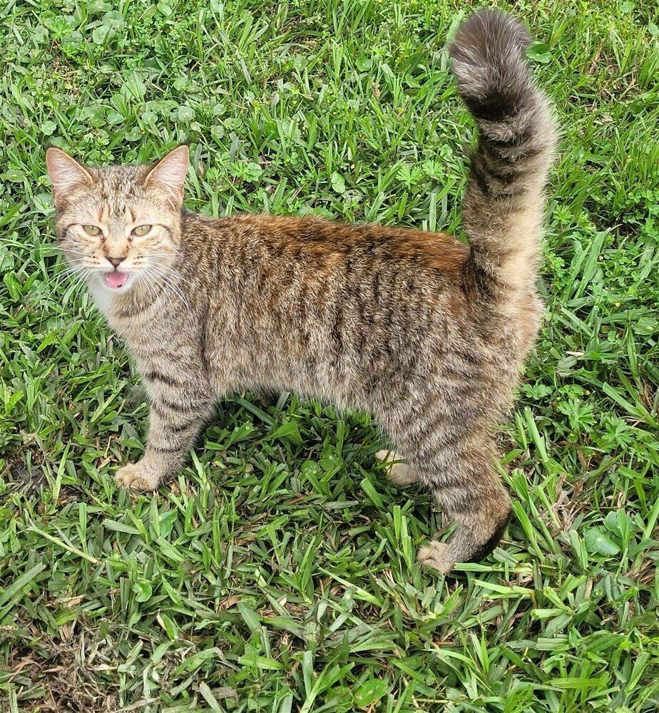 Triscuit, an adoptable Domestic Short Hair in Nashville, GA, 31639 | Photo Image 1