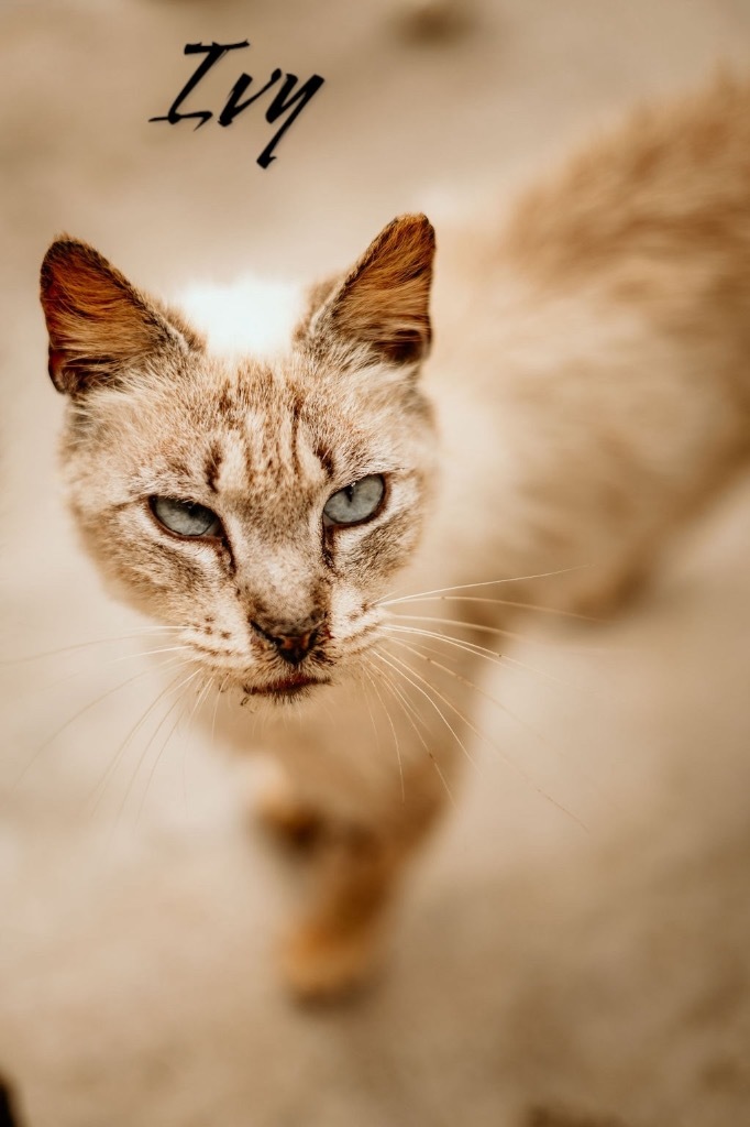 Ivy, an adoptable Siamese in Nashville, GA, 31639 | Photo Image 1