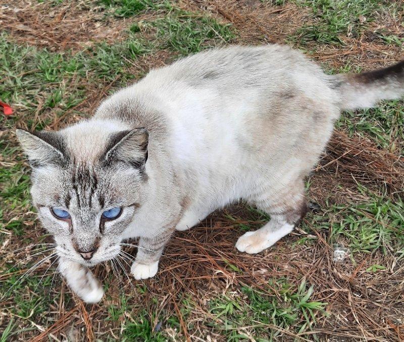 Ivy, an adoptable Siamese in Nashville, GA, 31639 | Photo Image 2