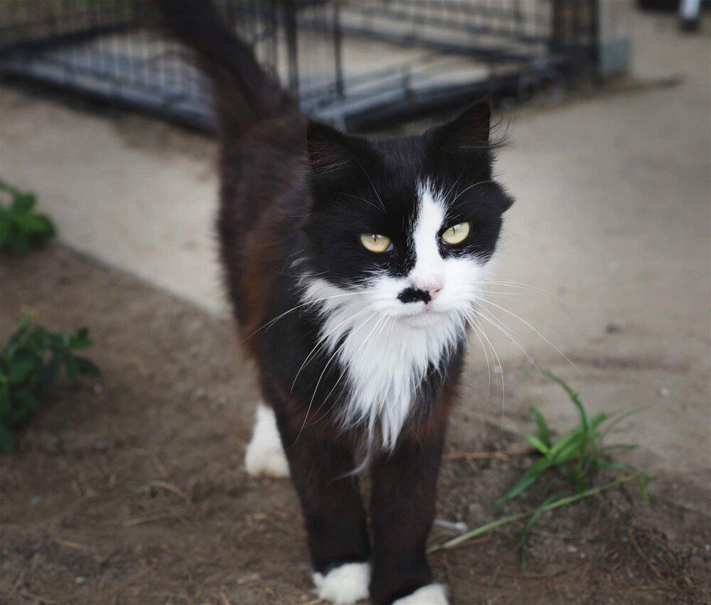 Contessa, an adoptable Domestic Long Hair in Nashville, GA, 31639 | Photo Image 1